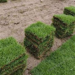 重庆人工草坪 绿地草坪砖批发 绿化景观草坪铺设