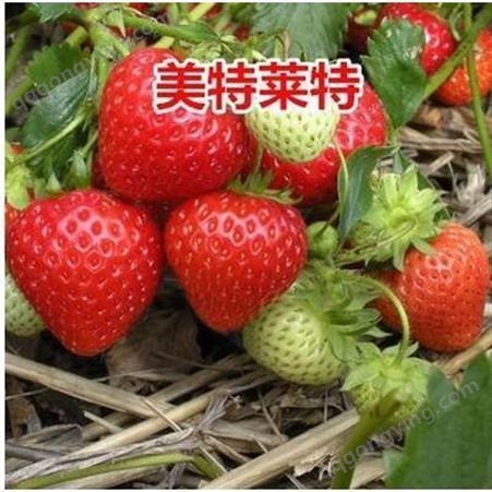 四季草莓苗牛奶草莓 草莓种子四季果奶油草莓苗种植