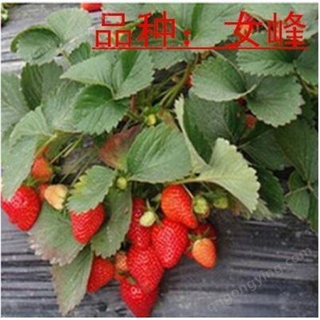 四季草莓苗牛奶草莓 草莓种子四季果奶油草莓苗种植