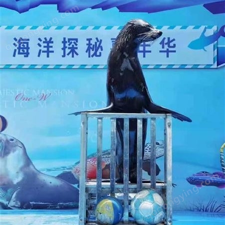 通和亚 活体海洋动物表演 五一活动海洋动物租赁 景区海洋展览
