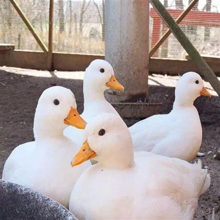 宠物鸭养殖 科尔鸭价格 科尔鸭出售 通和亚养殖