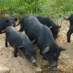 通和亚特香猪养殖小香猪价格宠物香猪价格