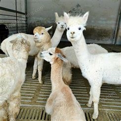 宠物羊驼草泥马羊驼 养殖羊驼 通和亚出售羊驼