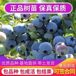盆栽蓝莓树专卖的基地直销兔眼蓝莓苗 带营养发货