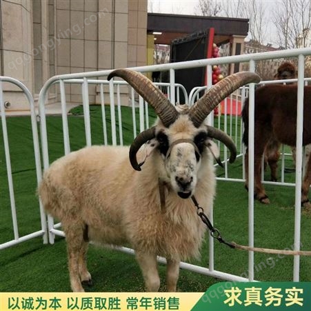 羊驼养殖场厂家或租赁羊驼 羊驼回收 农家乐动物养殖厂家