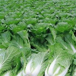农家蔬菜籽大白菜种子 营养丰富别名 结球白菜 黄心白菜 种子价格 四季可播 批发