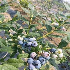 蓝莓采摘园专用1年 2年 3年 4年 5年 6年 的蓝莓苗