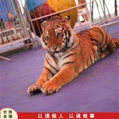 大型动物表演 舞台动物表演 动物表演出租 常年销售