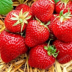销售甜度高 硬度好 耐运输的草莓 红颜 奶油草莓苗    妙香草莓苗种子等等
