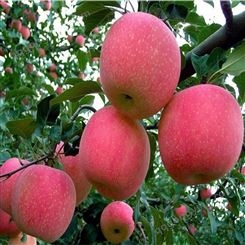 当年挂果烟富苹果苗   红星苹果苗   金帅苹果苗价格 规格3-6公分