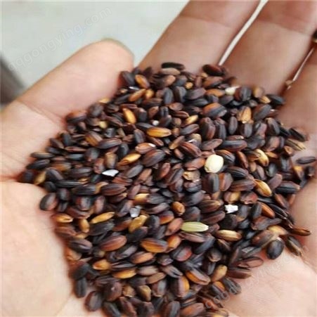 农家自产黑米批发 紫米八宝粥原材料供应 五谷香