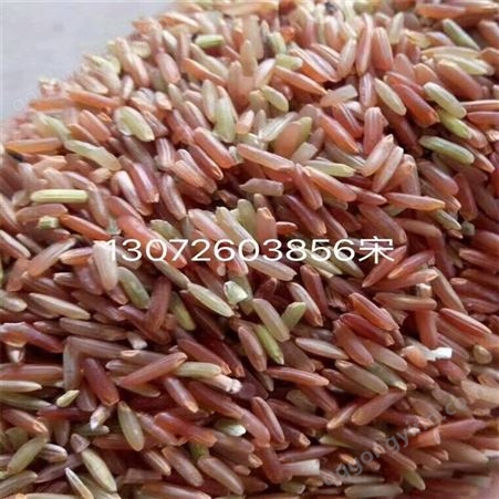 五谷香厂家批发红米 五谷杂粮 原料红香米 价格公道