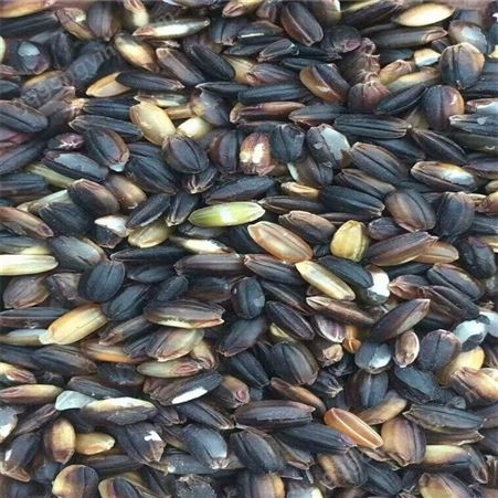 农家自产黑米 五谷香 散装黑米杂粮 长期供应