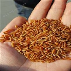 五谷香农家当季红米 红香米 红贡米批发供应 现货出售