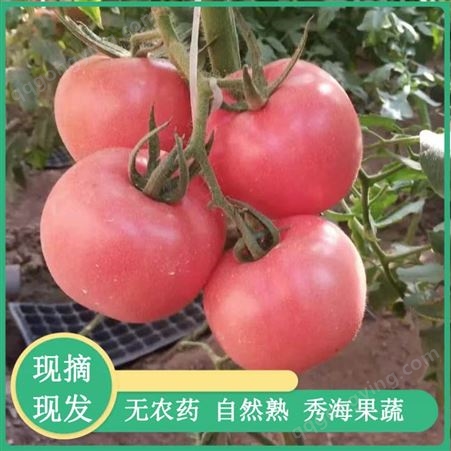 费县高产西红柿 高产西红柿价格 质优价廉 订购销售