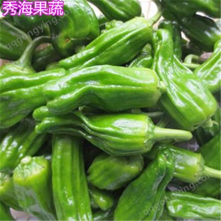 临沂辣椒 蔬菜种子 天然辣椒批发 批发基地