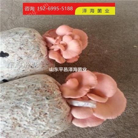 红平菇菌包销售 红平菇食用菌种 菌包定制