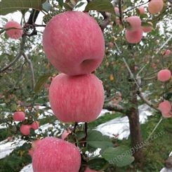 红将军苹果 膜袋红富士苹果 大小均匀肉厚核小 昊昌农产品