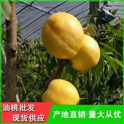 温室大棚油桃的价格-中油9号油桃品种齐全-昊昌