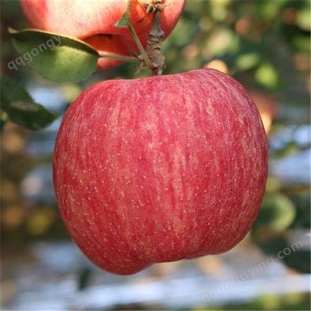新品种红富士苹果 红富士苹果冷库价格