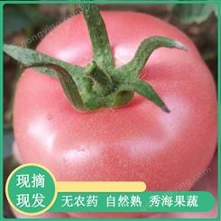 费县高产西红柿 高产西红柿价格 质优价廉 订购销售