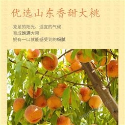 黄桃罐头巨鑫源厂家休闲零食出售直销批发生产