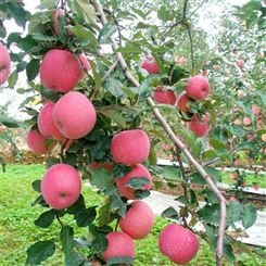 纸袋红星苹果 早熟红富士苹果 条红全红色泽艳丽 昊昌农产品