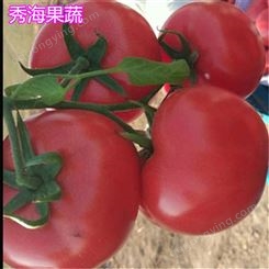 费县西红柿 高产西红柿种植管理 订购生产 大量