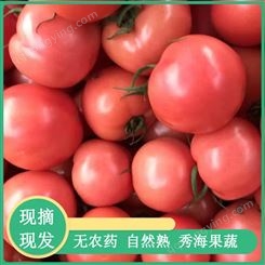 山东粉果西红柿 种子种苗 大果西红柿苗 厂家发货