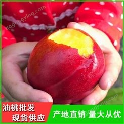 早红2号油桃批发供应商-丽春早红宝石油桃基地-昊昌