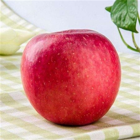 红富士当季苹果 目前鲜食苹果市场价格