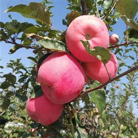 红富士苹果甜度高 苹果市场价格表 代收苹果 现货直供