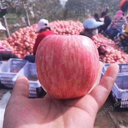 早熟苹果市场价格 冷库存放苹果利润1吨批发价格