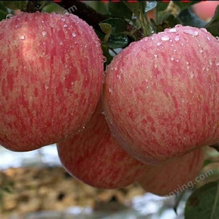 红富士苹果行情 今年冷库红富士苹果价格动态