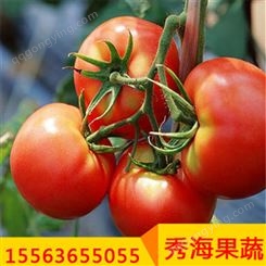 供应新鲜西红柿 硬粉西红柿 高西红柿 健康