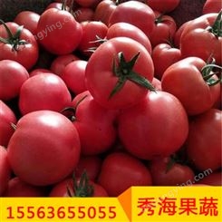 硬粉西红柿色泽亮丽个大饱满 富含多种营养物质