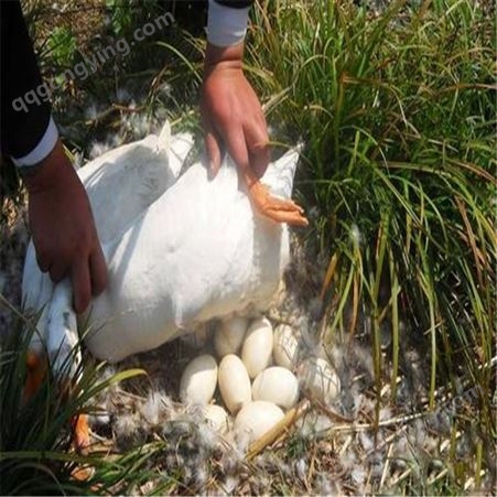 原野集团 鹅蛋生产定制  精品质量 放心吃 高营养原生态农家散养