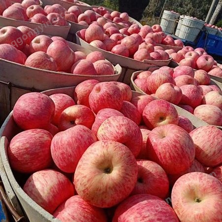 批发多种红苹果新鲜水果 批发苹果冷库前景及利润