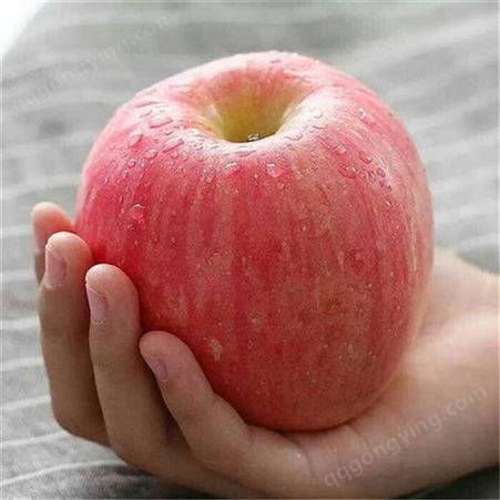 山东红富士苹果上市 冷库纯纸袋红富士二级苹果价格