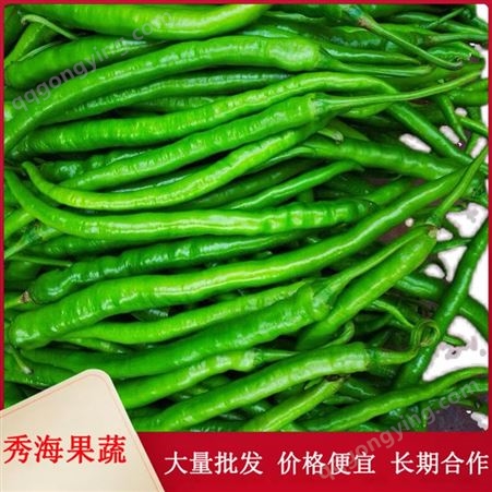 临沂线椒 皮薄籽少 21年大棚新辣椒 传统种植