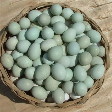 农家绿壳鸡蛋批发 绿壳土鸡蛋 兴农种禽 量大从优