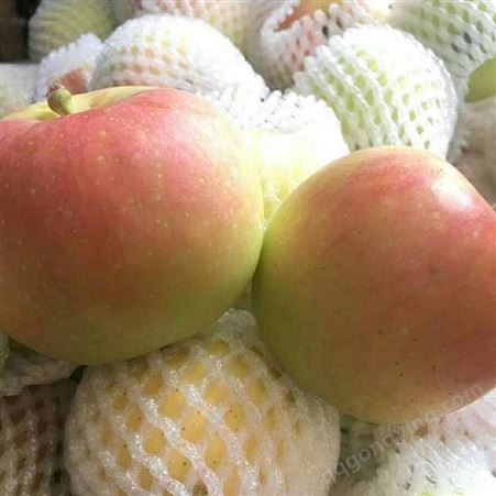 纸袋藤木苹果批发 早熟苹果大量上市了 代收苹果 批发价