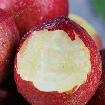 黄肉油桃 严格挑选 精品水蜜桃油桃 原生态农场种植