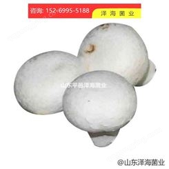 优质双孢蘑菇菌种 双孢蘑菇菌包