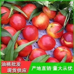中油9号油桃价格-温室大棚油桃批发供应商-昊昌