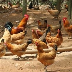 正宗散养土鸡180天以上农家散养新鲜现杀活鸡走地鸡柴鸡1000g以上