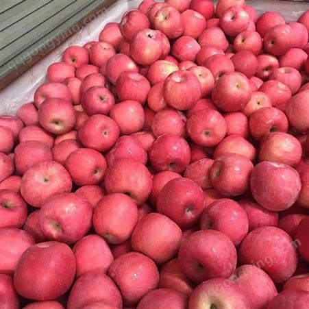 纸袋红星苹果 早熟红富士苹果 条红全红色泽艳丽 昊昌农产品
