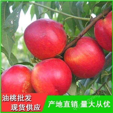 126油桃供应商-丽春早红宝石油桃产地行情-昊昌
