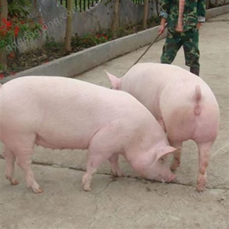 仔猪报价 大型仔猪市场 昊昌 品种齐全包成活