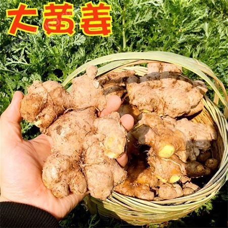 生姜种植基地 黄姜新鲜上市价格 生姜农产品 欢迎